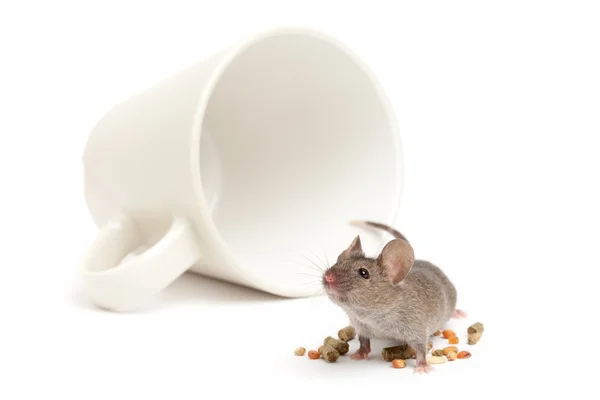 Tazza del mouse e cibo isolato — Foto Stock