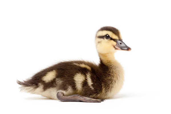 Ducking isolated on white - mallard — Stock Photo, Image