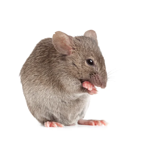 Böse Maus isoliert auf weiß — Stockfoto