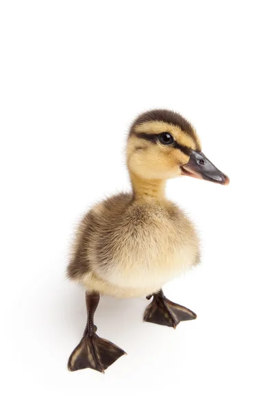 Duckling standing isolated on white — Stock Photo, Image