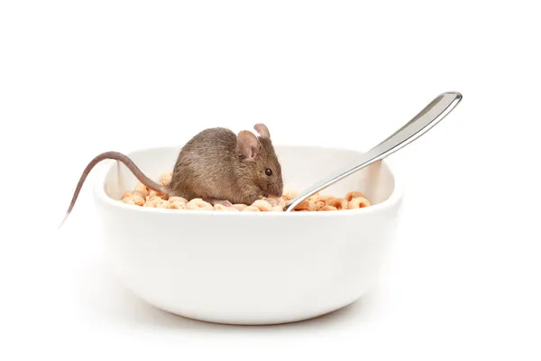Мышь в чаше с хлопьями изолирована — стоковое фото