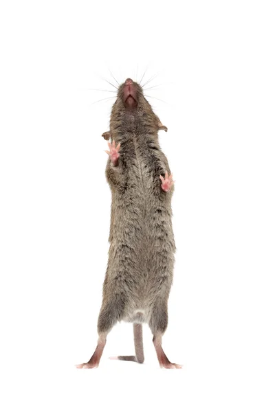 Rato de baixo isolado — Fotografia de Stock