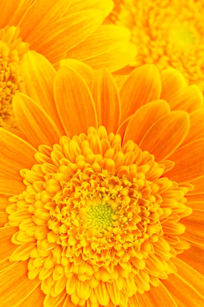 Blume Hintergrund Stockbild