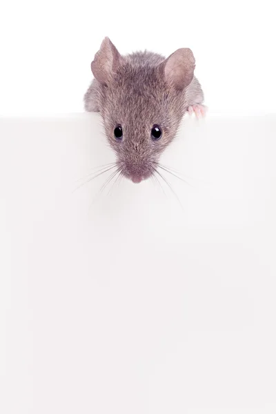 Maus schaut isoliert über den Rand lizenzfreie Stockbilder