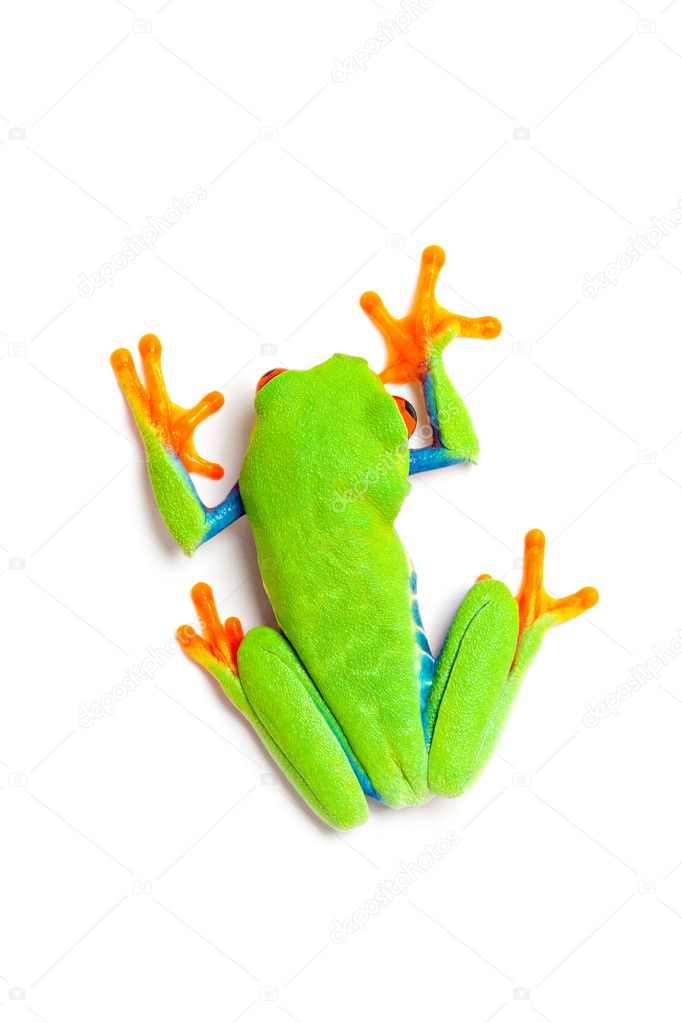 Green frog top view isolated on white
