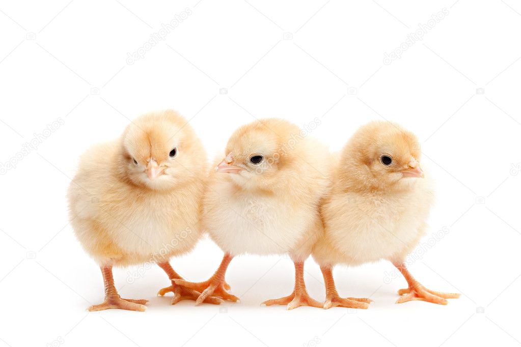 Three cute chicks isolated on white