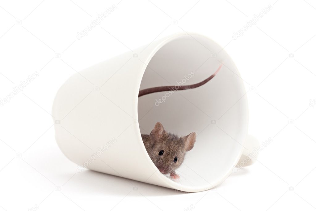 Curious mouse isolated on white