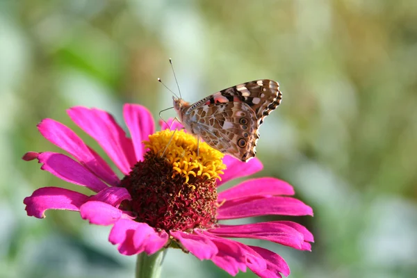 stock image Butterfly