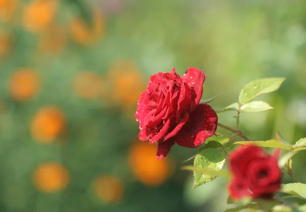 Trädgård rose — Stockfoto