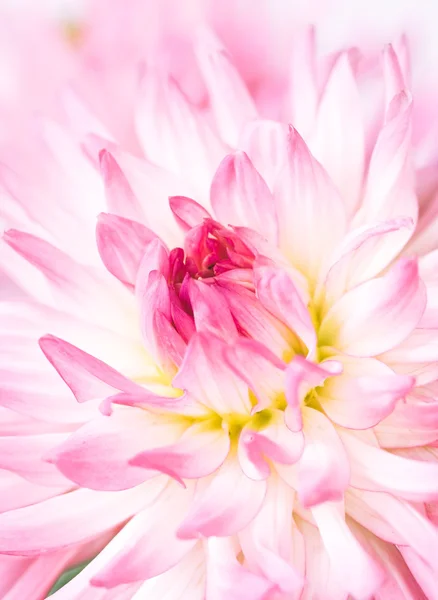 ピンクのダリア — ストック写真