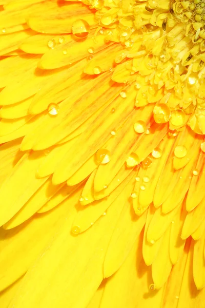 ガーベラ花弁に小さなドロップ — ストック写真