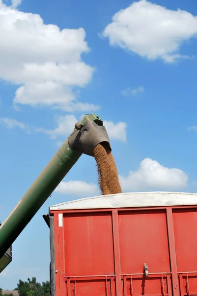 Auger unloads Kansas Wheat into Red Truck — Stock Photo, Image