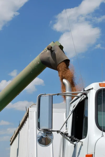 Auger Unloads Kansas Wheat — Stock Photo, Image