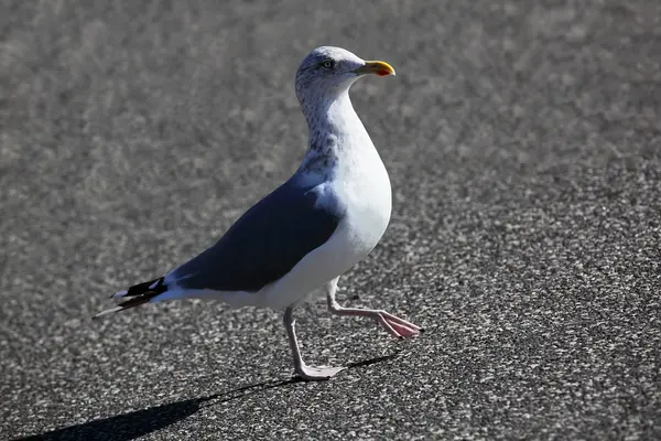 stock image The Sea Gull