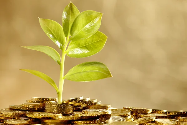 Growing leaf over money — Stock Photo, Image