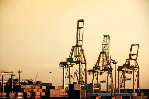 stock image Cranes during sunset