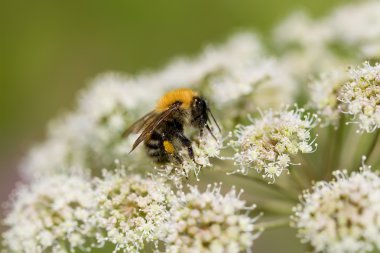 Bee on the flower clipart