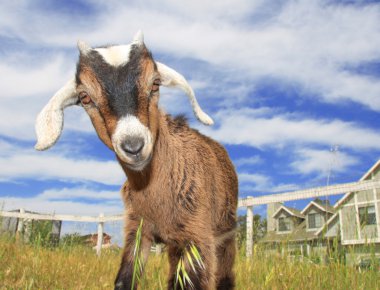 Cute Baby Goat clipart