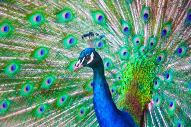 Peacock clipart