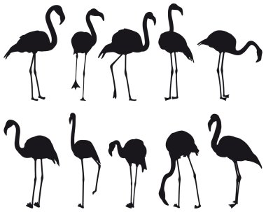 Flamingo clipart