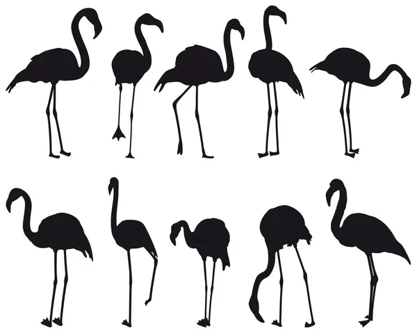Flamingo —  Vetores de Stock