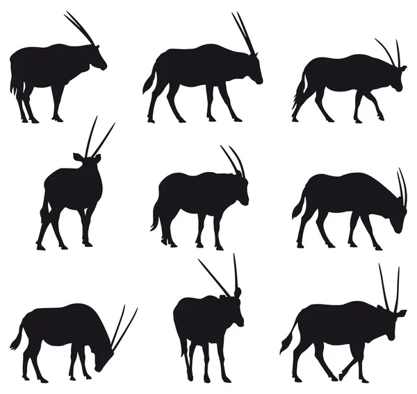 Oryx Gazela — Archivo Imágenes Vectoriales