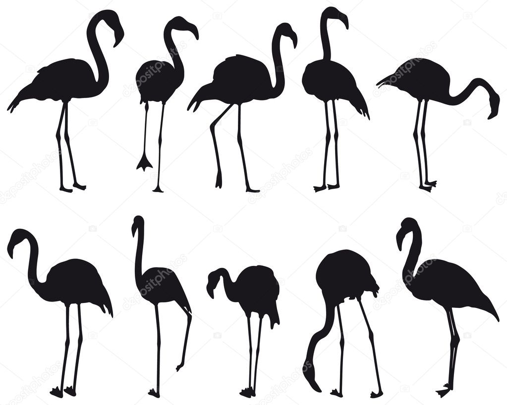 Flamingo — Stock Vector © mannaggia #3902289