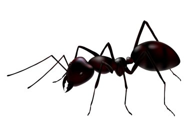 Vector ant clipart