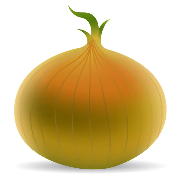Onion — Stock Vector