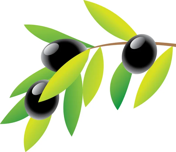 Olivy — Stockový vektor