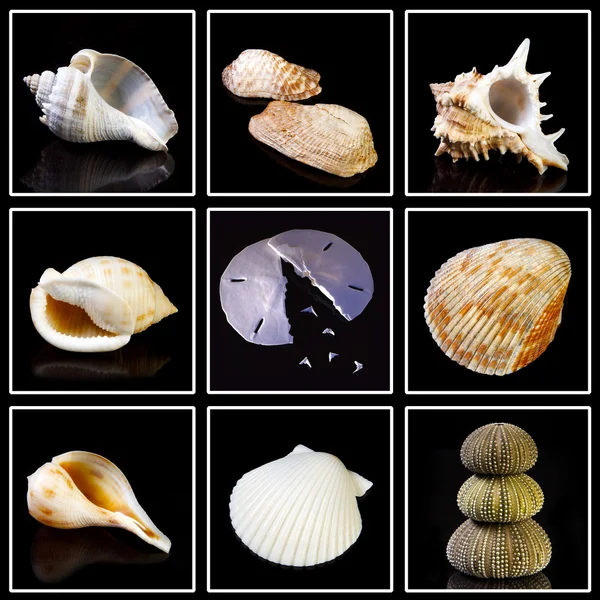 Recolha de conchas marinhas — Fotografia de Stock