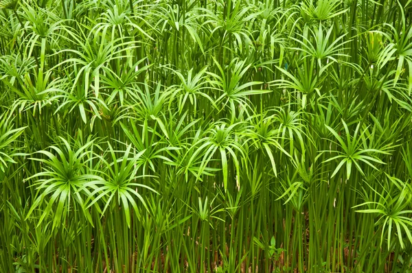 stock image Chatuchak Park Water Plants