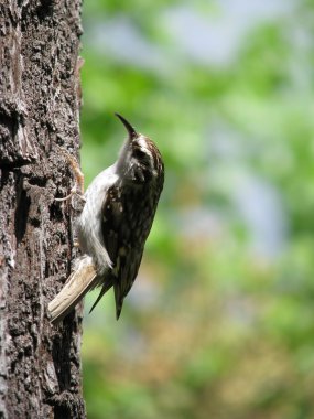 Treecreeper clipart