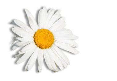 Daisy clipart