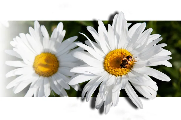 Μαργαρίτα και μέλισσα — Φωτογραφία Αρχείου
