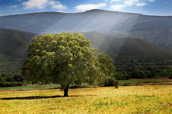 stock image Tree and sunshine