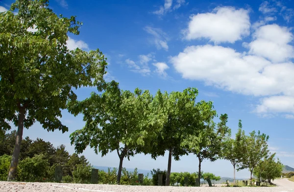 stock image Tree and sky