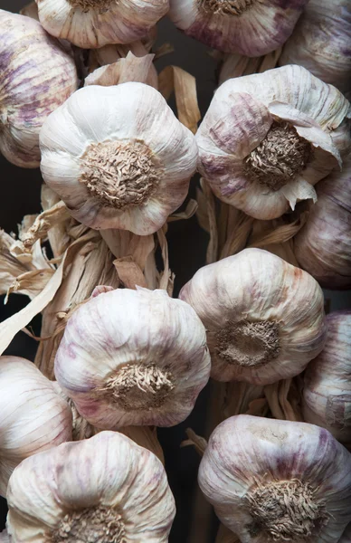 stock image Garlic