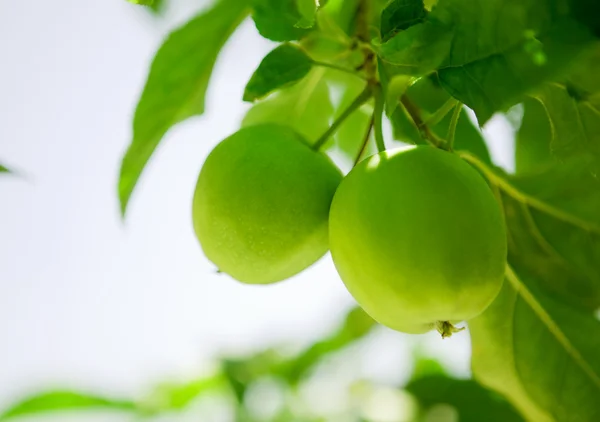 stock image Green apples