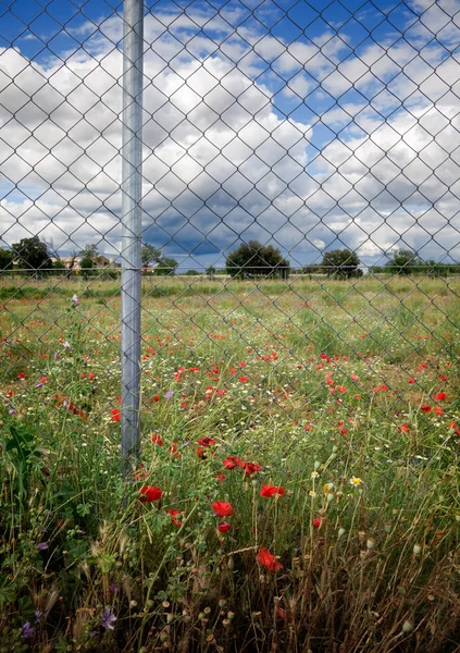 stock image Fence and flowers