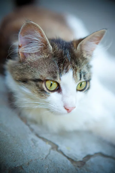 세심 한 고양이 — 스톡 사진