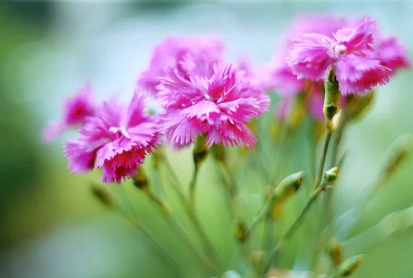 美丽的花朵 — 图库照片