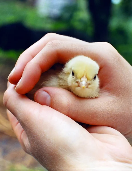 Kurczak jest w rękach — Zdjęcie stockowe