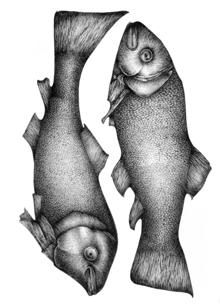 Дві рибі — стокове фото