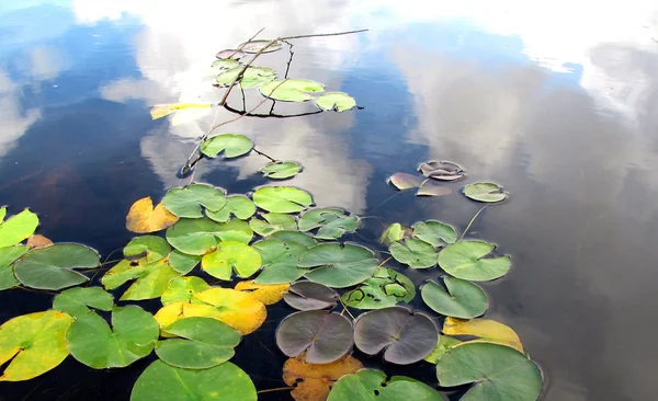 Pastiglie Lily sul lago Immagine Stock