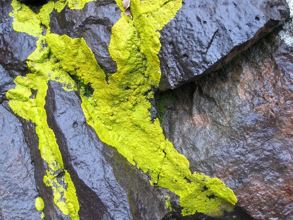 Lime green lichen Stock Picture