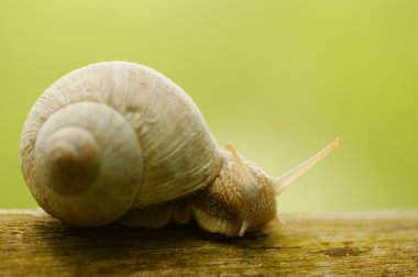 Snail on the trail clipart