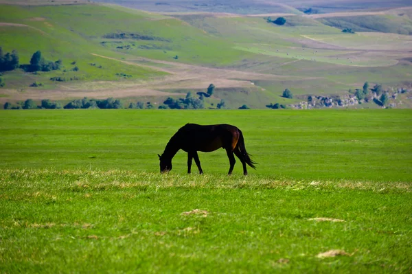 Den vackra hästen betas — Stockfoto