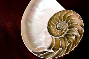 Nautilus e spirale logaritmica