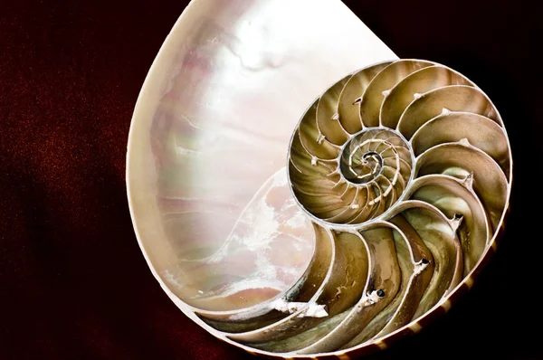 stock image Nautilus e spirale logaritmica